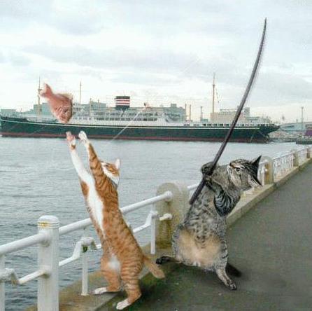 les chat trape un poisont